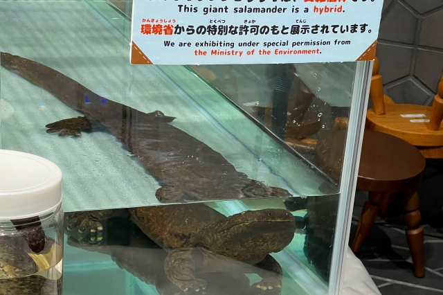 京都ｿﾞｰﾝにオオサンショウウオ登場